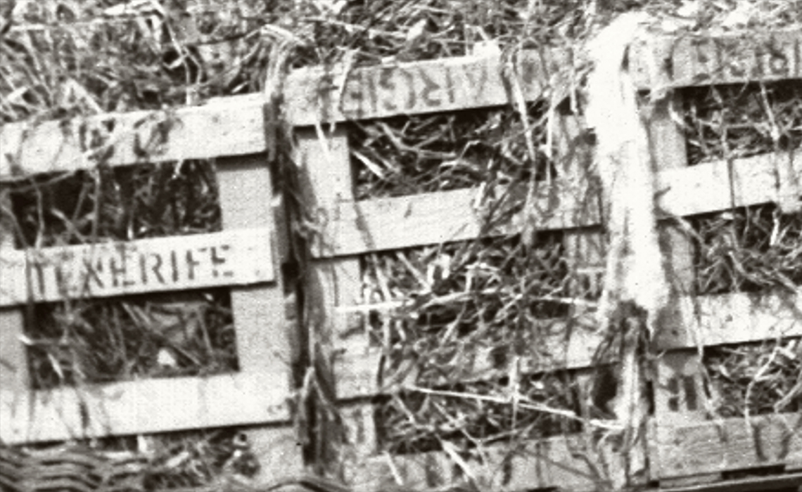Photo: L. Szacinski (1906) Large “Canary Banana Crates”  / om; oslomuseum